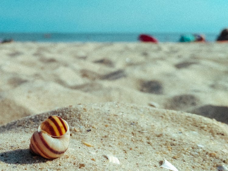 Brown And White Seashell On Brown Sand