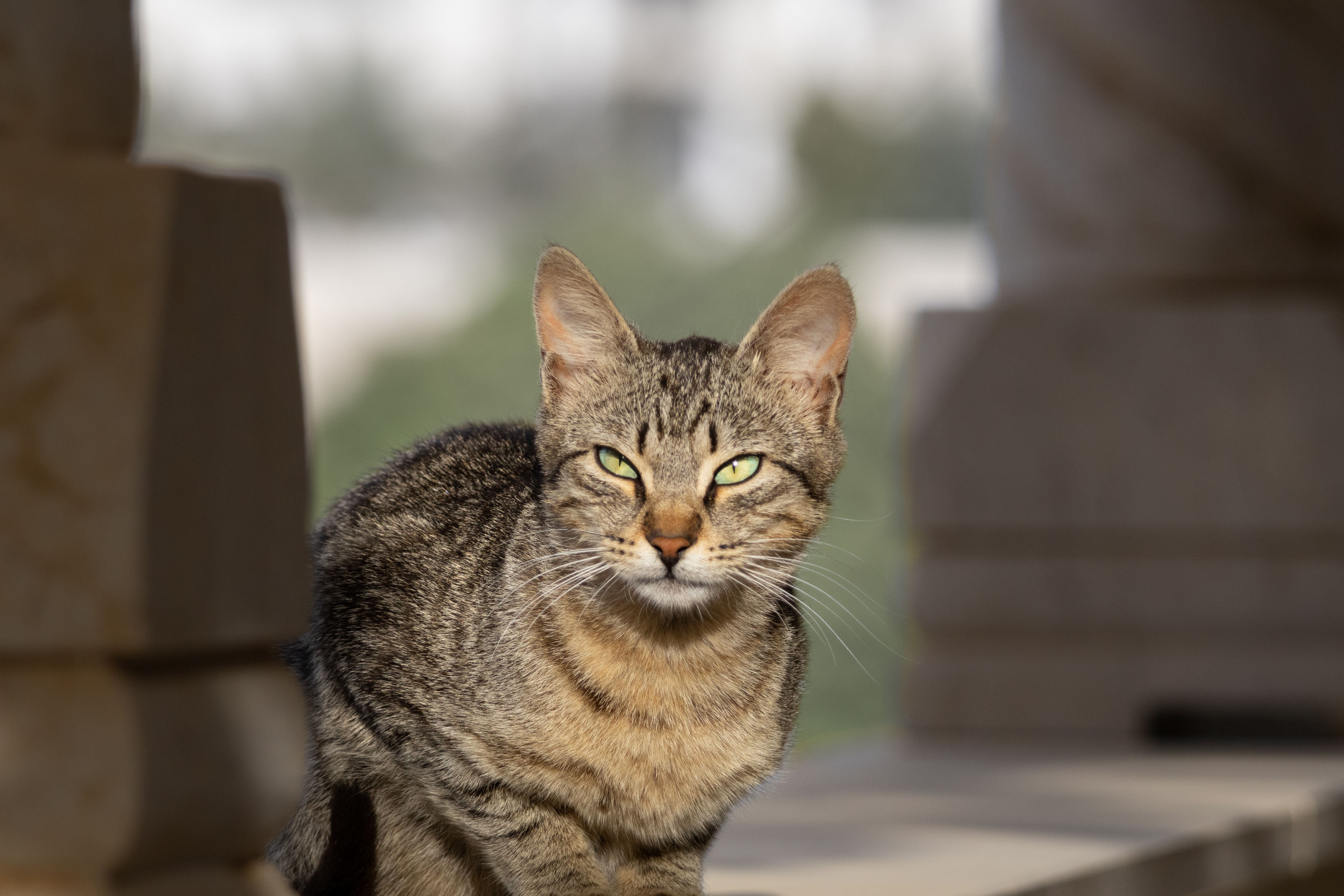 Portrait of a Tabby Cat Outdoors on a Balcony · Free Stock Photo