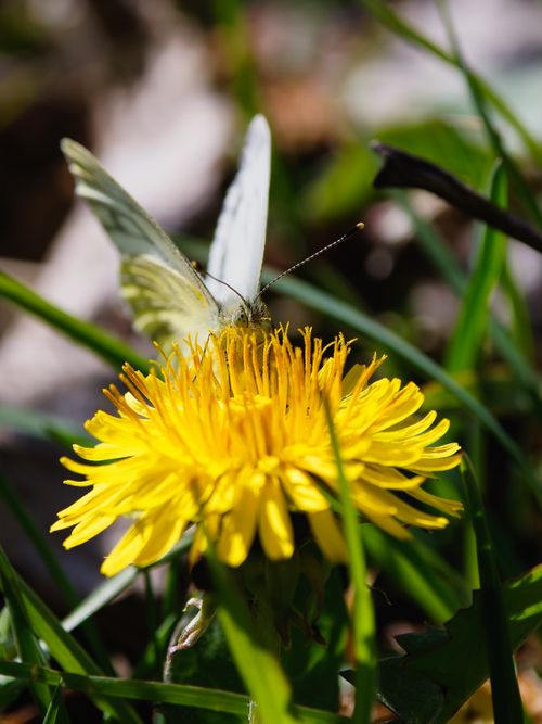 Free Close-up of a butterfly perched on a blooming yellow dandelion surrounded by green grass. Stock Photo