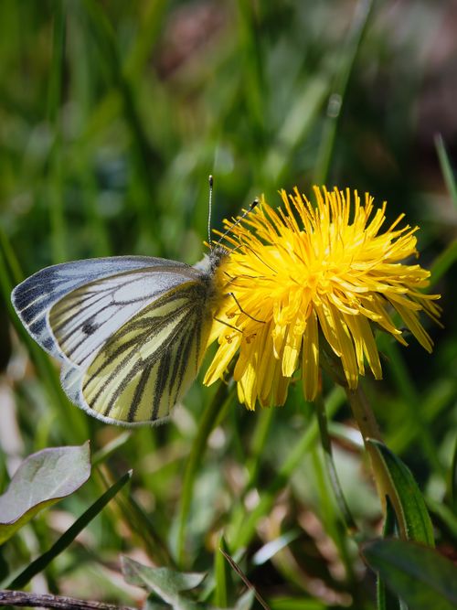 Free A detailed shot of a butterfly delicately perched on a bright yellow dandelion in a grassy meadow. Stock Photo