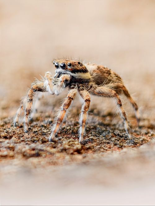 Free Detailed macro shot of a jumping spider on textured ground, showcasing its distinctive features. Stock Photo