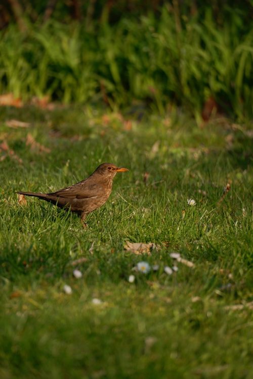 Free A Common Blackbird stands alert on a lush green lawn under natural light. Stock Photo