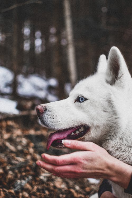 white husky wallpaper