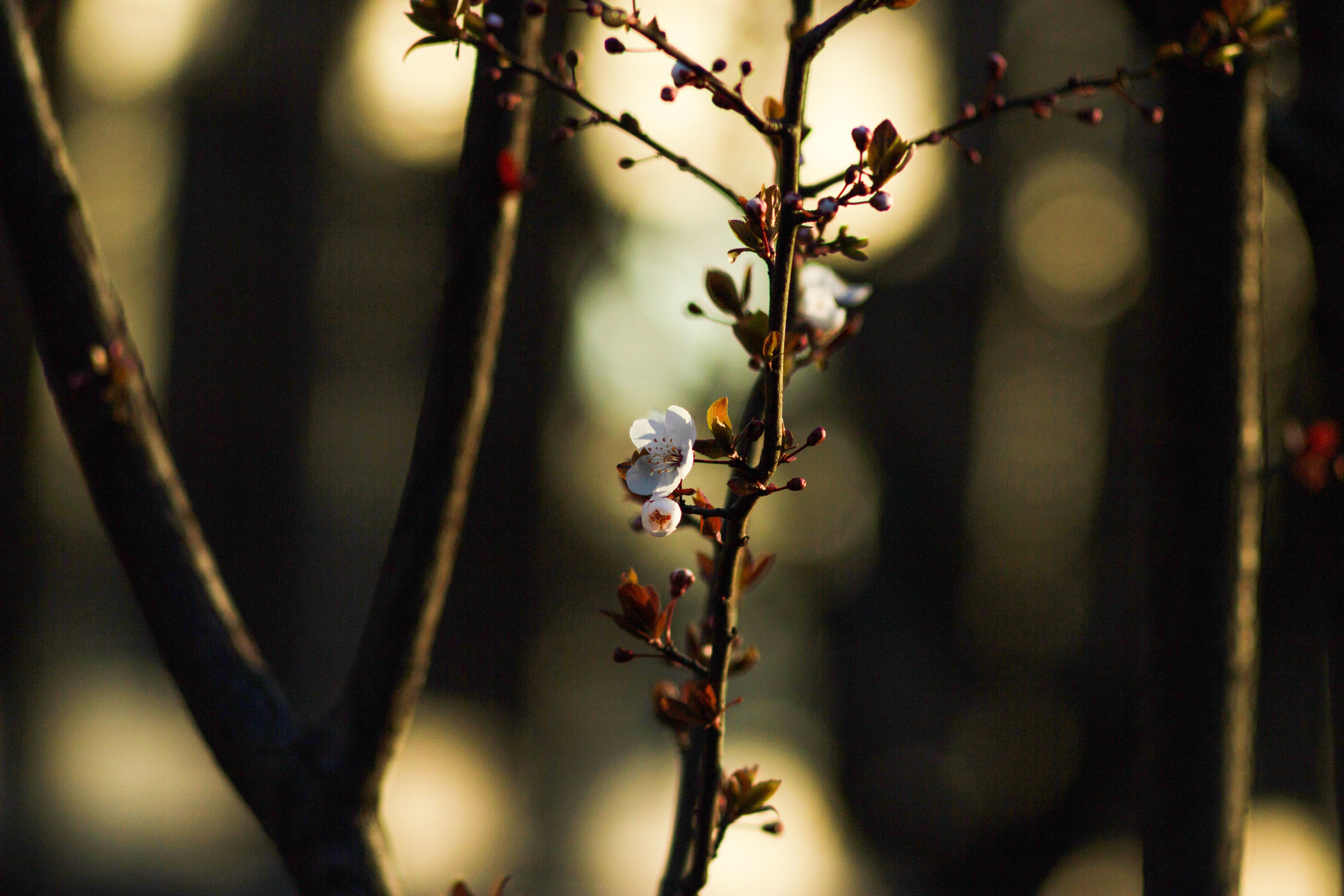 Gratuit Une délicate branche de cerisier en fleurs, baignée par la douce lumière du soir, crée un arrière-plan bokeh. Photos