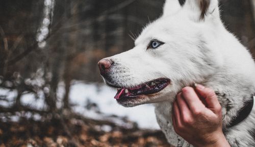 Free Close-up of a Siberian Husky in a snowy forest, Slovakia. Stock Photo
