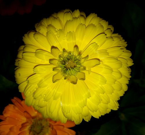 Free stock photo of beautiful flower, yellow flower Stock Photo