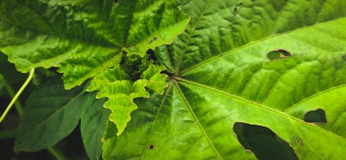Безкоштовне стокове фото на тему «бананове листя, великий лист, зелений»