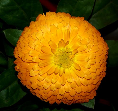 Free stock photo of beautiful flower, orange flower Stock Photo
