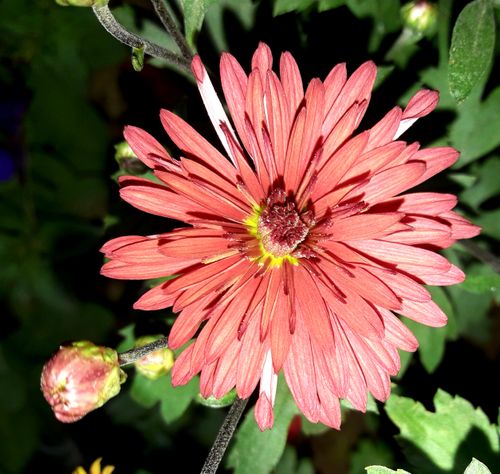 Free stock photo of beautiful flower, red flower Stock Photo