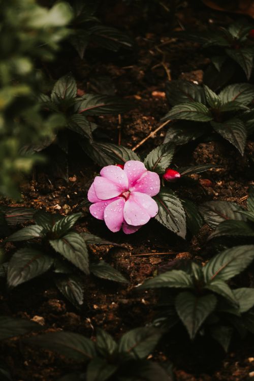 Free Close-up of a pink flower with dew drops surrounded by green leaves, creating a serene garden scene. Stock Photo
