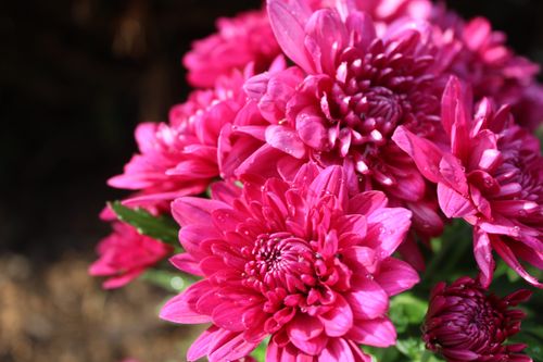 Free Close-up of vibrant pink chrysanthemums with morning dew in a garden setting. Stock Photo