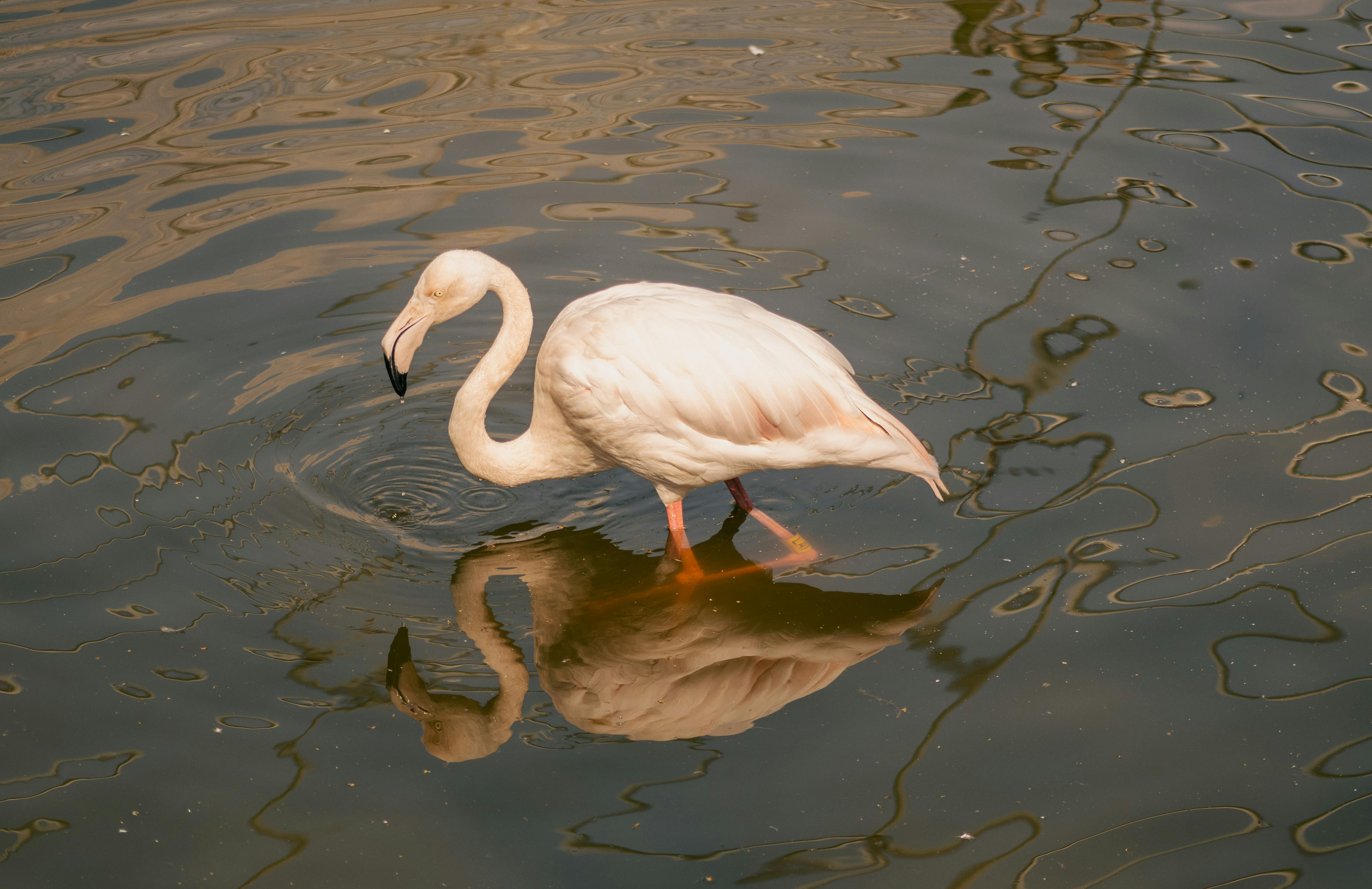 Flamingo Wading — Celestún Yucatán Mexico