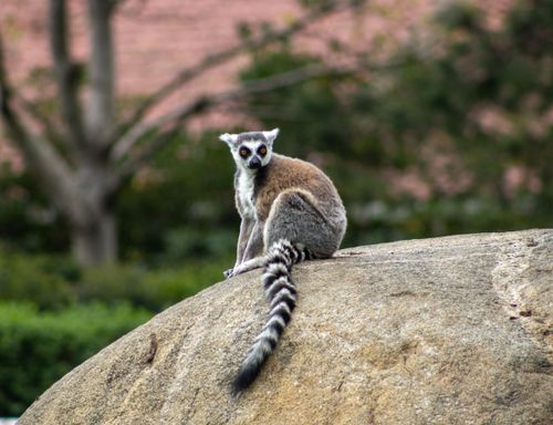 Free A ring-tailed lemur perches on a rock with greenery in the background, captured outdoors. Stock Photo