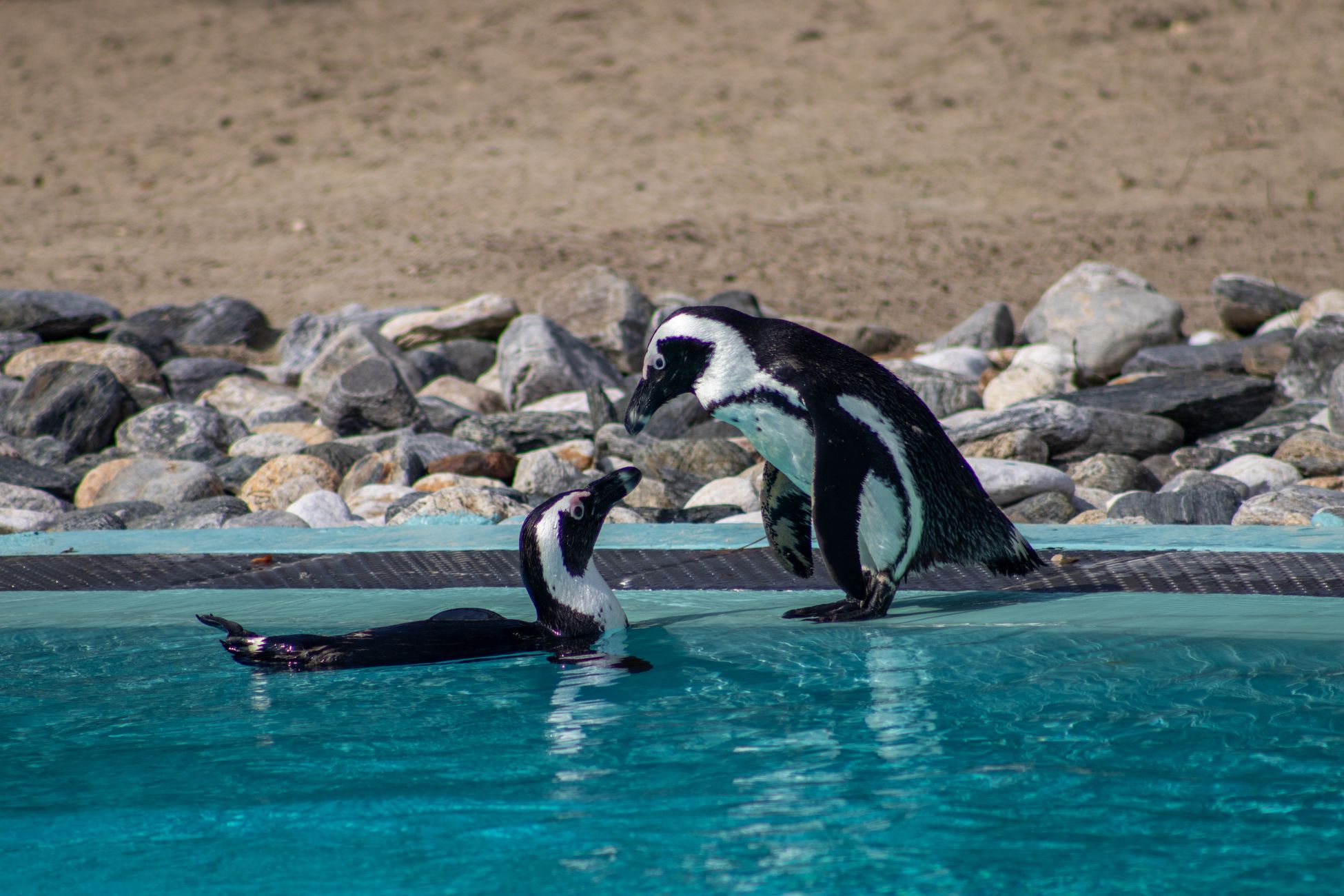 Pinguïn in Blijdorp vernoemd naar overleden leraar