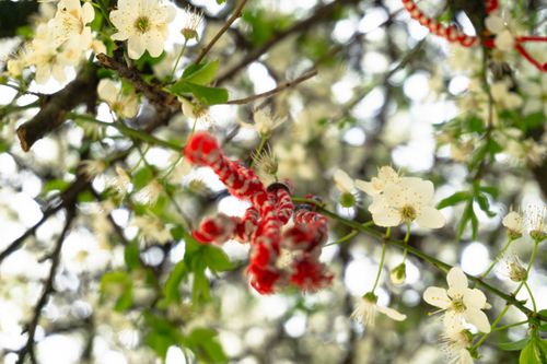Free stock photo of close capture, flower, in bloom Stock Photo