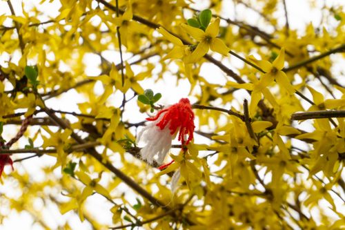 Free stock photo of in bloom, martenitsa, sofia Stock Photo