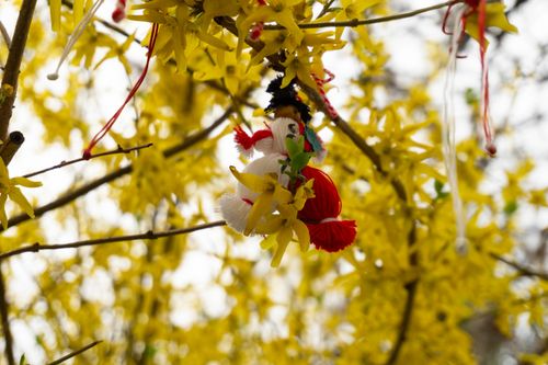 Free stock photo of in bloom, martenitsa, sofia Stock Photo