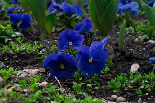 Free Close-up of vivid blue pansies blooming in a spring garden in Sofia, Bulgaria. Stock Photo