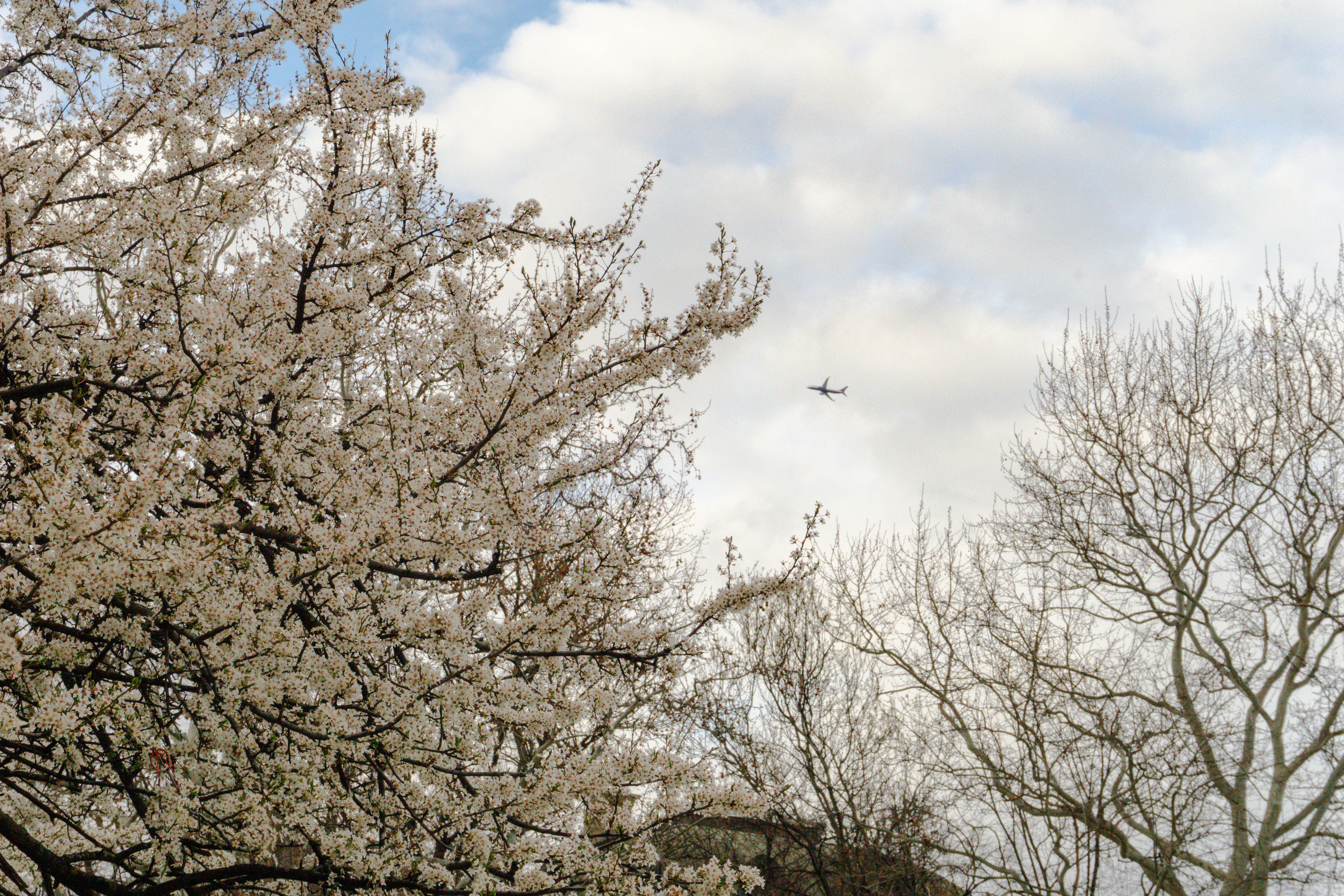 Airplane Flying Over Spring Blossom Trees · Free Stock Photo