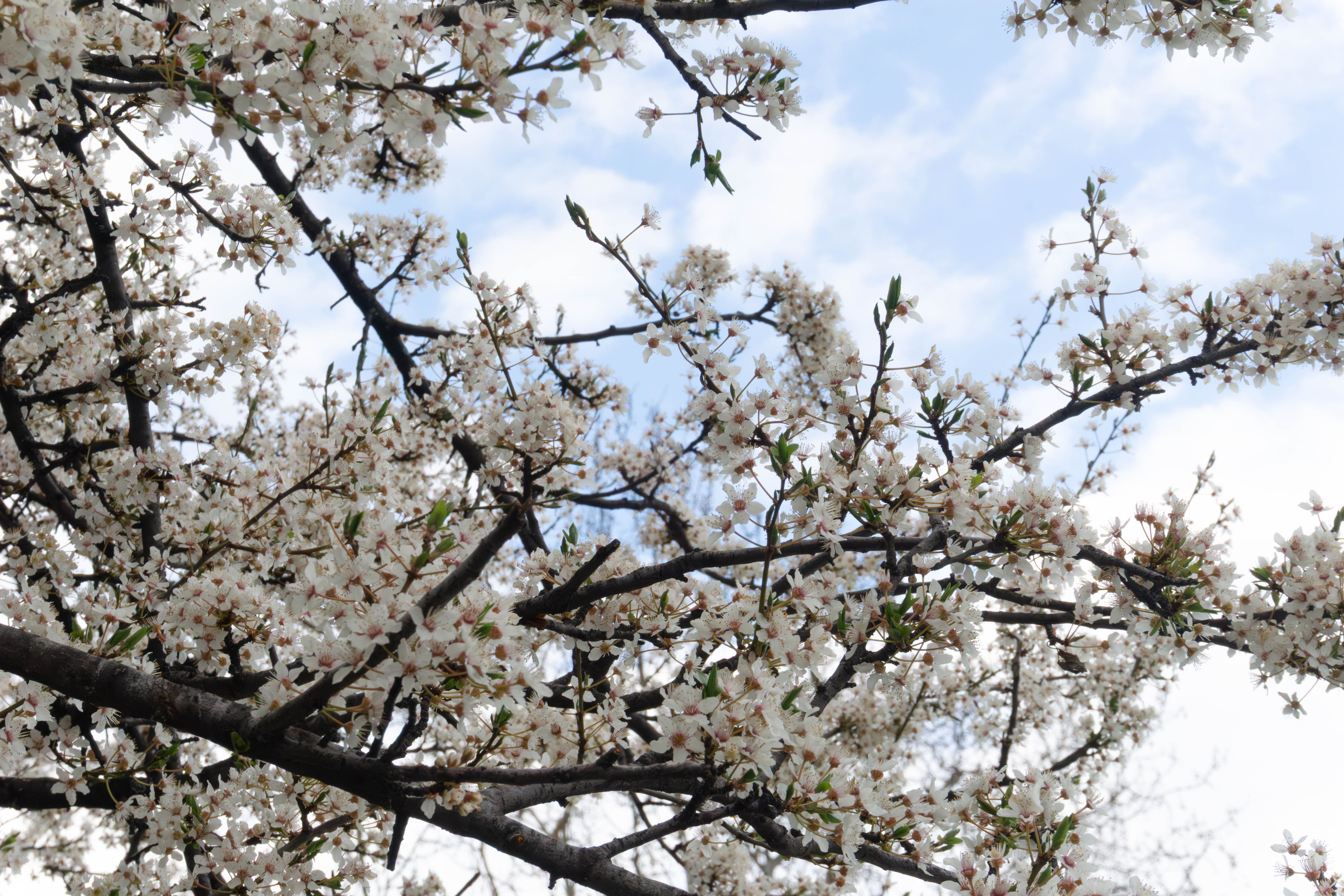 Red and white martenitsi hanging from a blossoming tree in Sofia in March