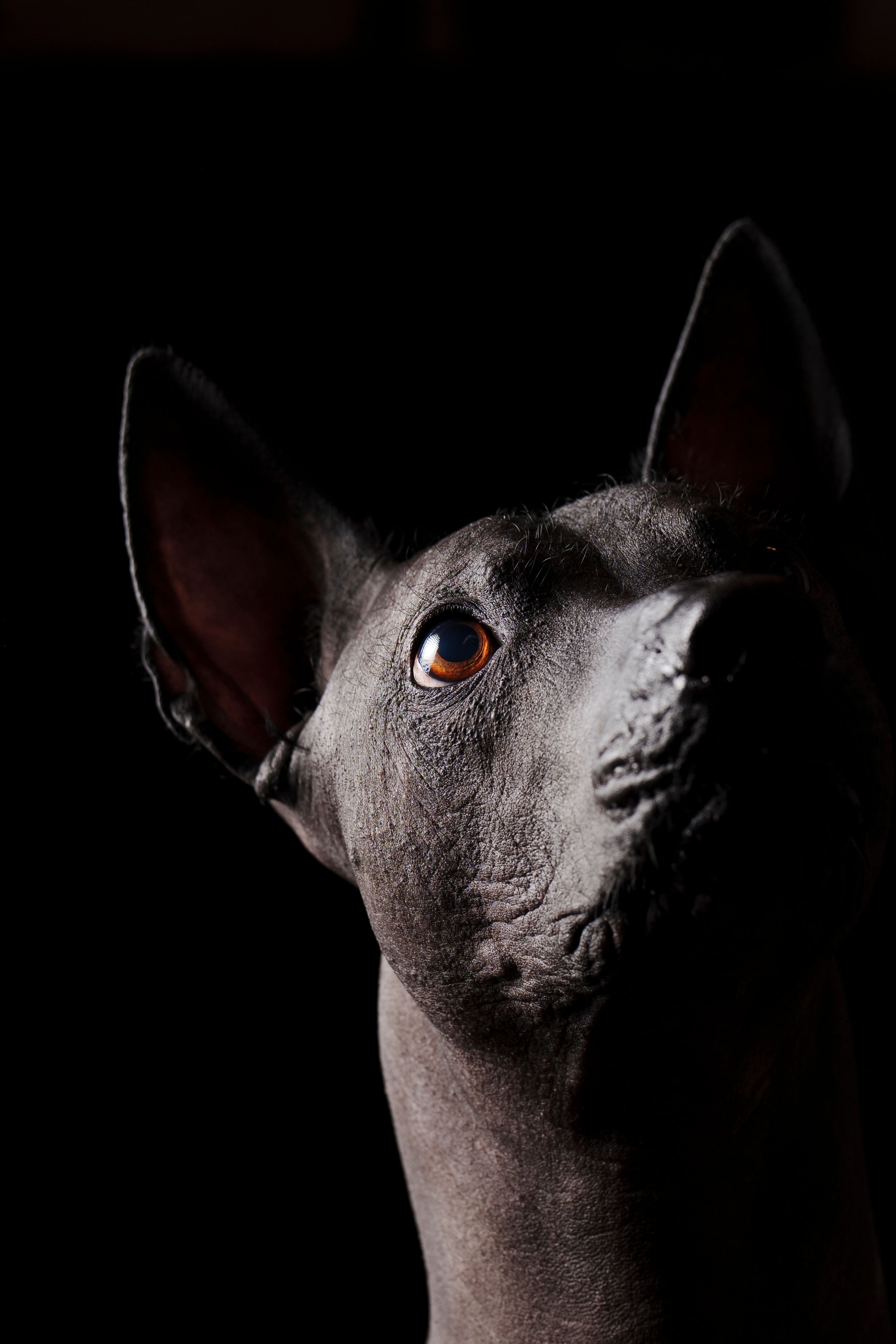 Dramatic close-up portrait of a Xoloitzcuintli dog against a black background.