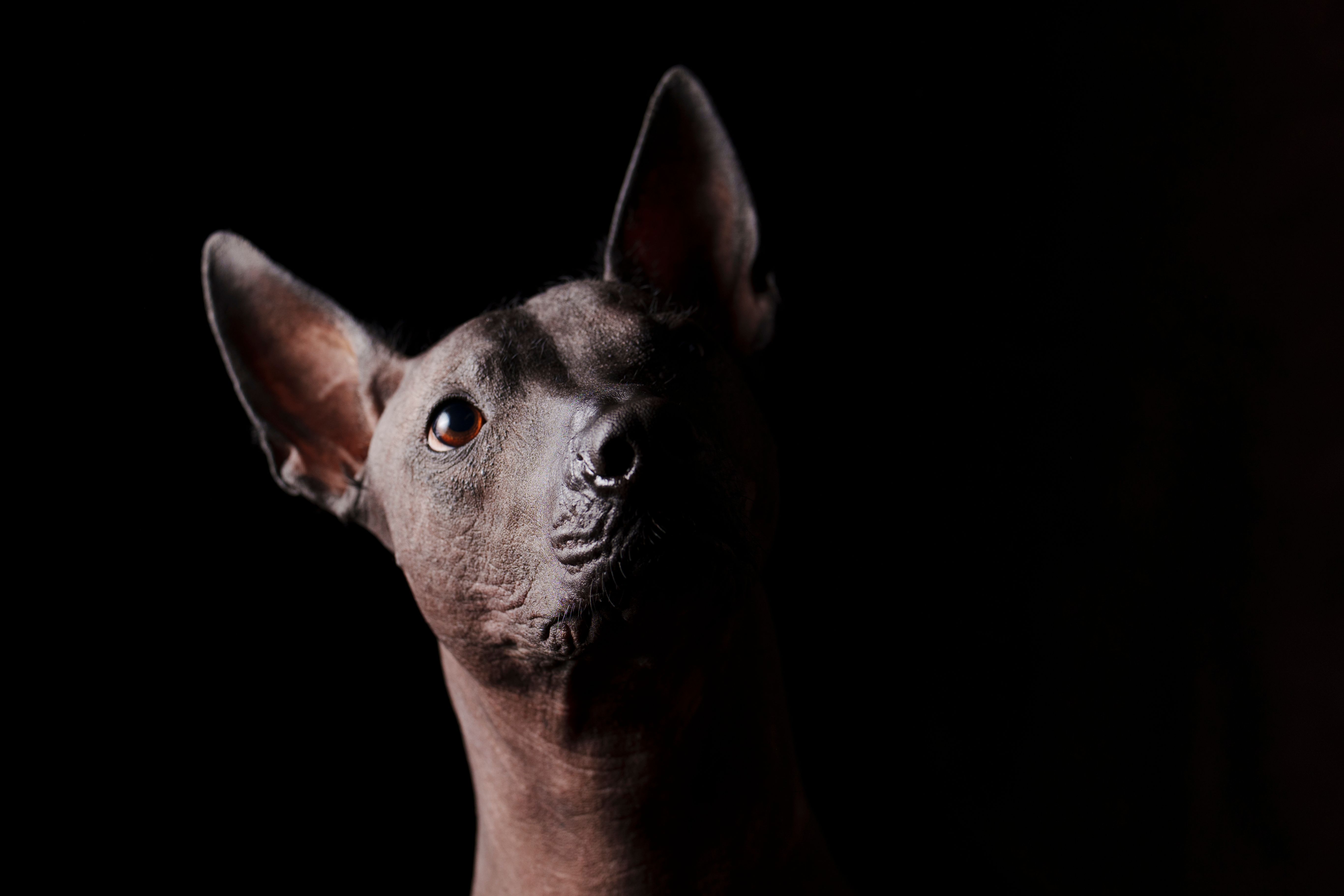 Striking low-light portrait of a Xoloitzcuintli dog with attentive ears against a dark background.