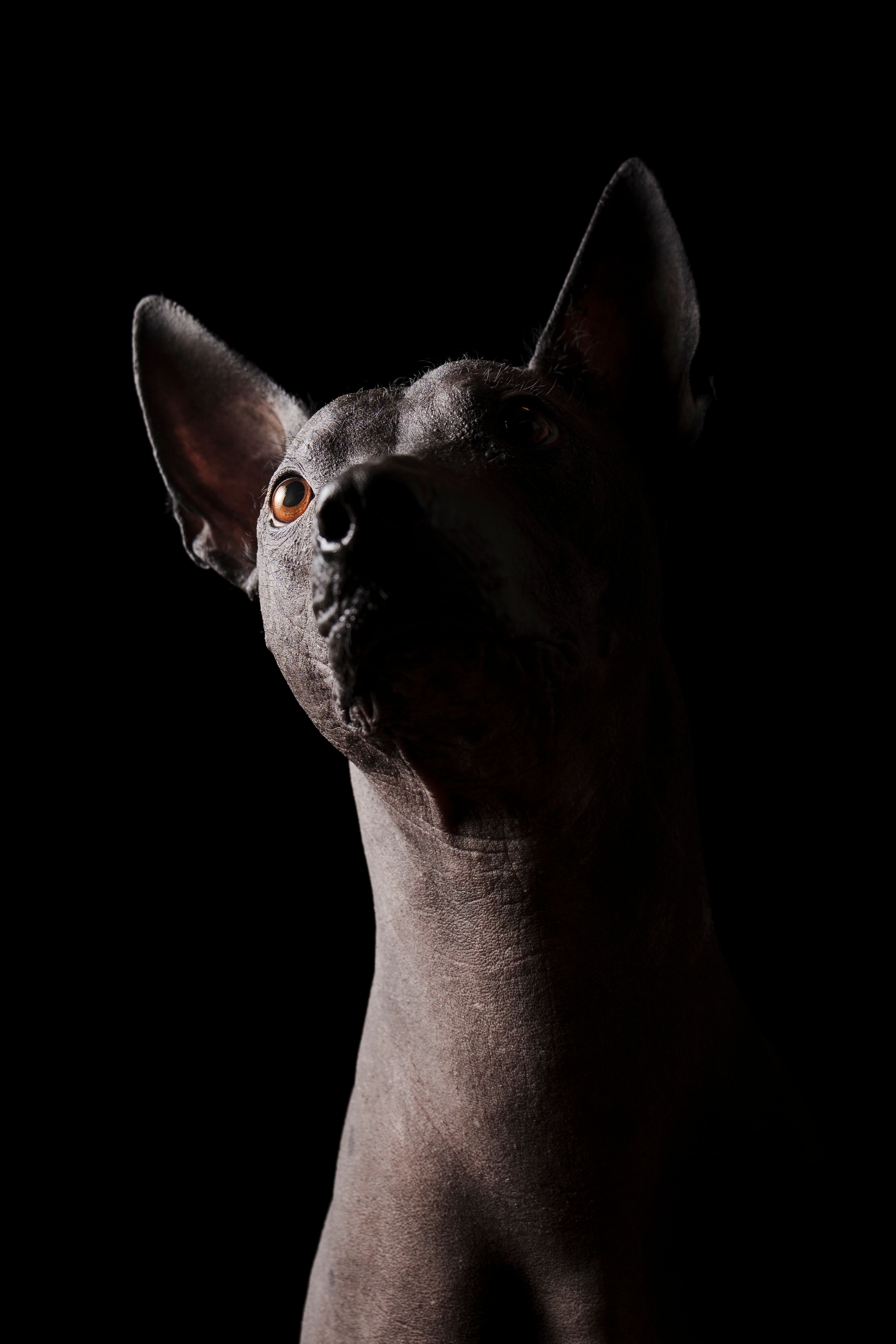 Artistic close-up portrait of a hairless dog in dramatic lighting against a black backdrop.