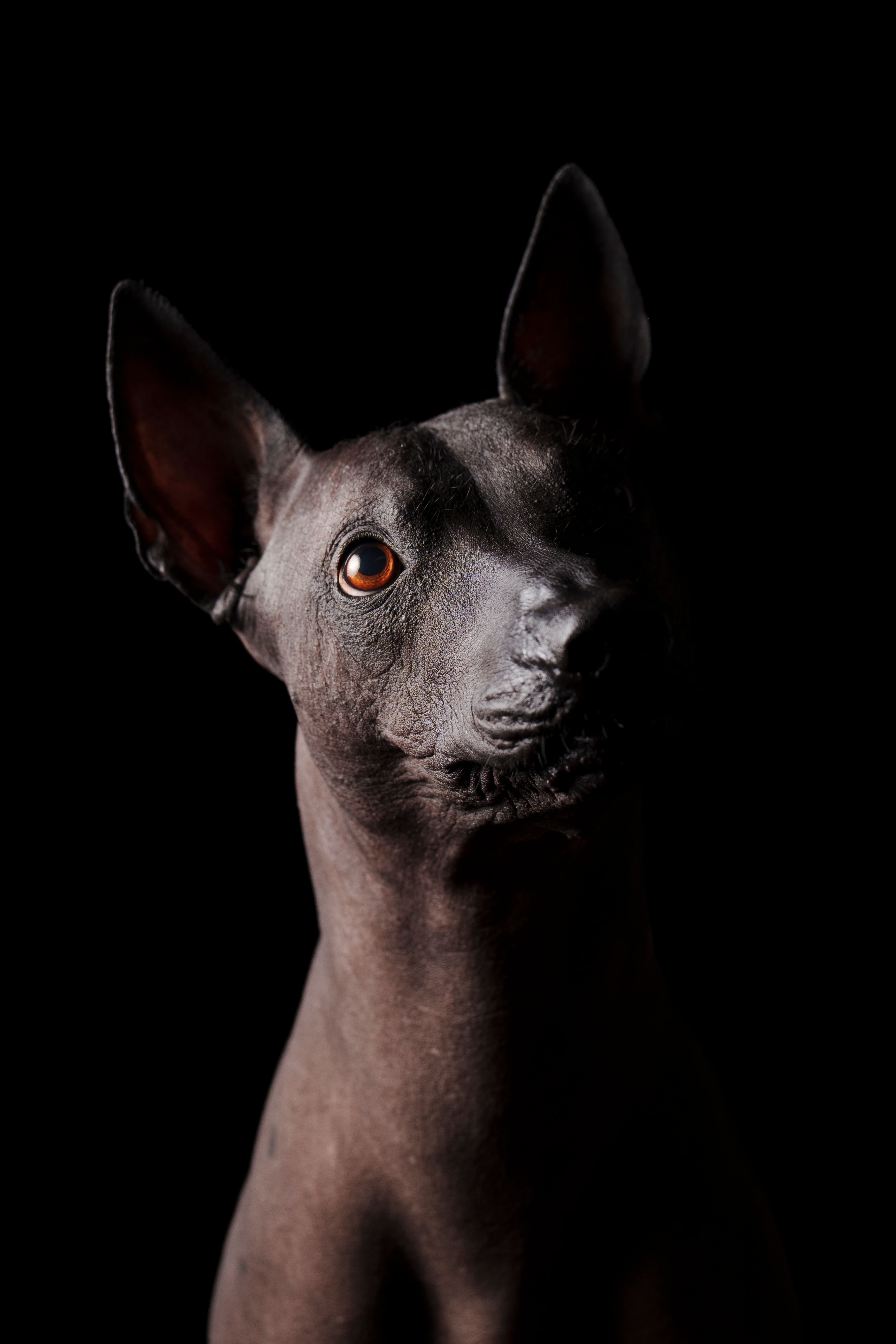 A striking portrait of a Xoloitzcuintli dog, showcasing its unique features against a dramatic black background.