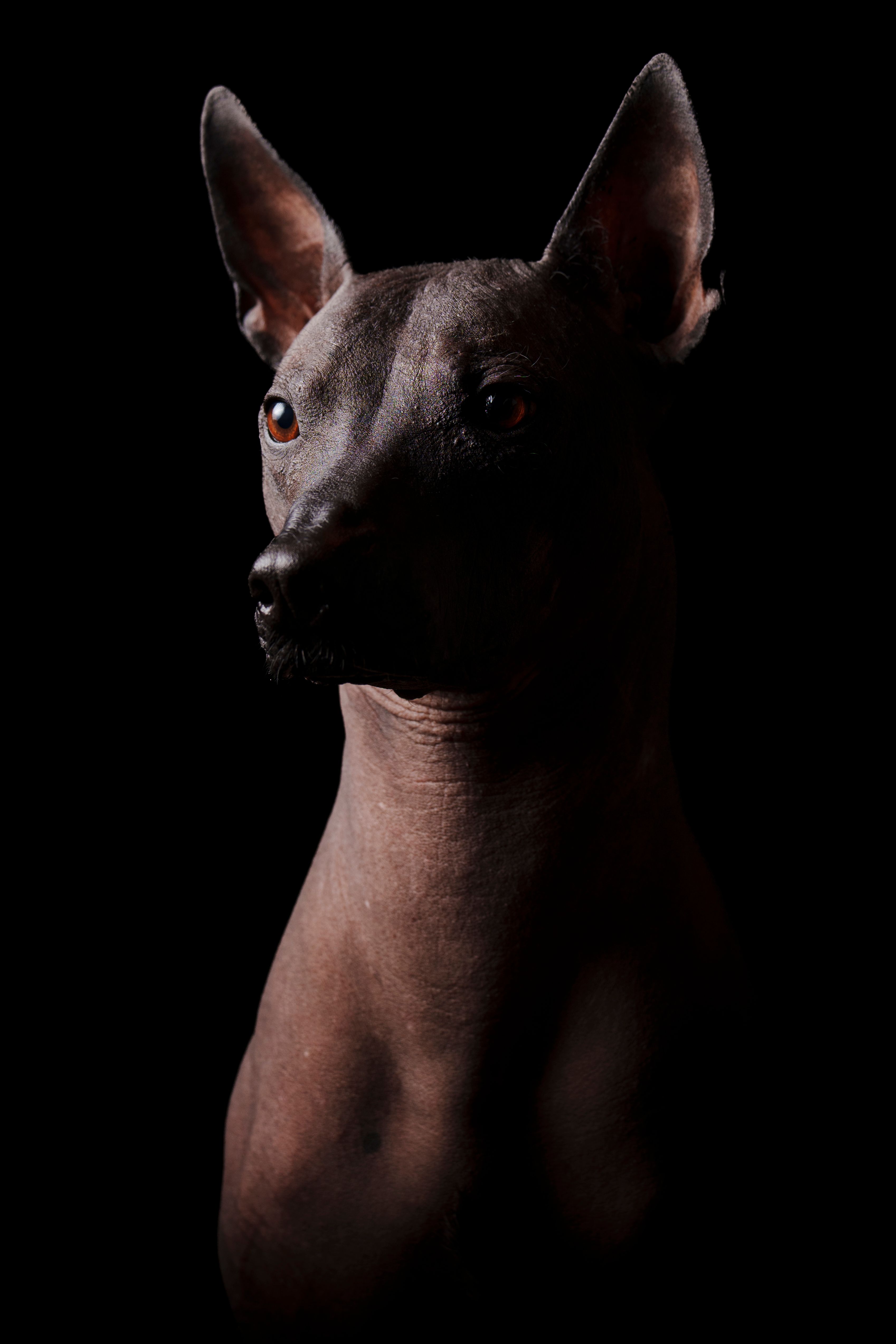 Striking portrait of a Xoloitzcuintli dog against a dark background, showcasing its distinct features.