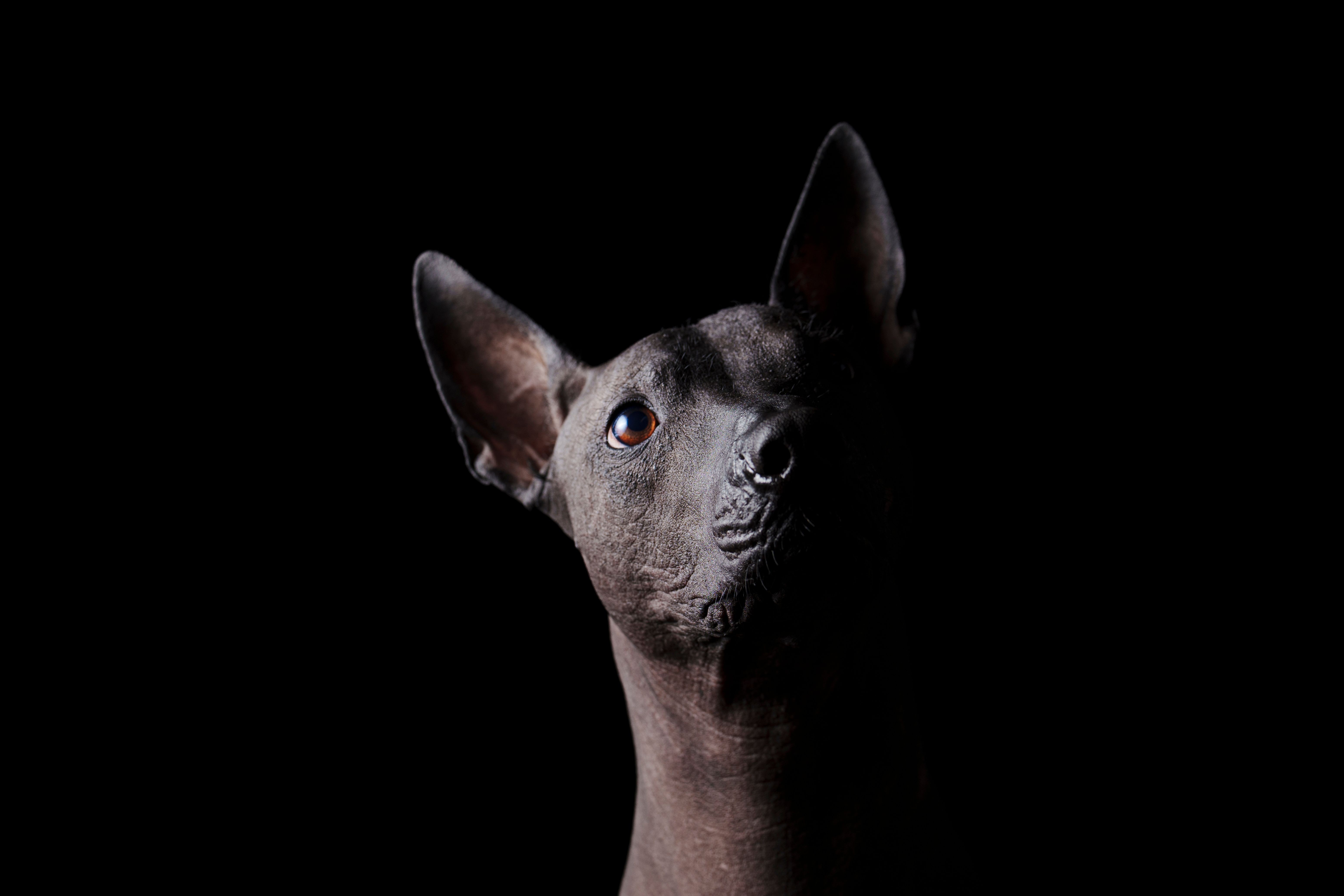 Hairless Dog Breeds: The Skin Care Routine Owners Actually Follow