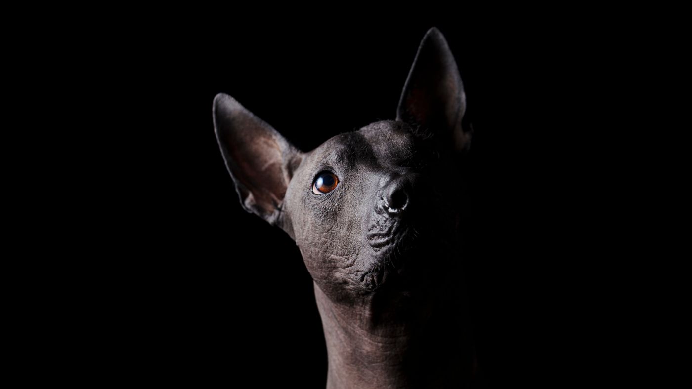 Hairless Dog Breeds: The Skin Care Routine Owners Actually Follow