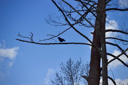 crow photo