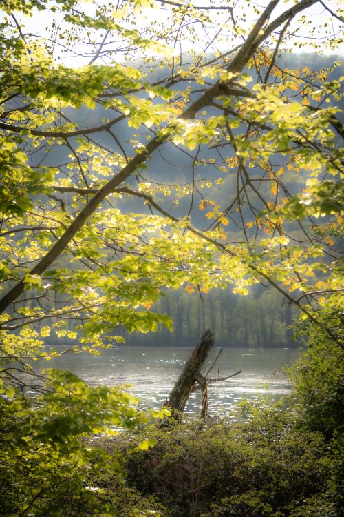 Free Lush green foliage frames a serene view of Lago di Fimon, Veneto, Italy. Stock Photo