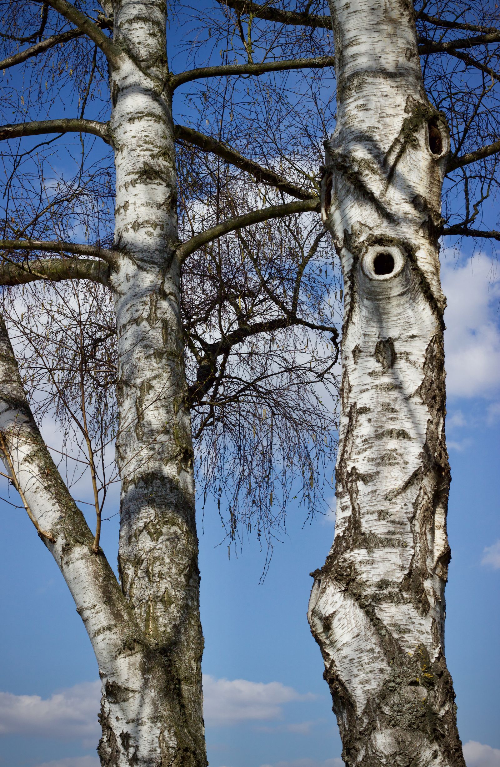 Two silver birch trunks with white, black-marked bark rising into a blue sky