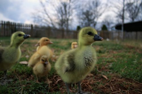 Free A group of cute ducklings roaming freely in a grassy backyard on a cloudy day. Stock Photo