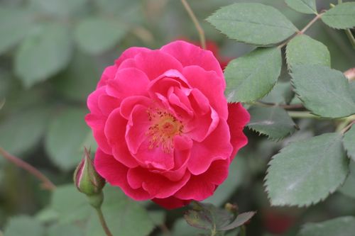 Free Close-up of a vibrant pink rose in full bloom surrounded by green foliage. Stock Photo