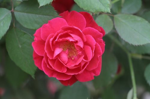 Free A detailed shot of a bright red rose in full bloom surrounded by lush green leaves. Stock Photo