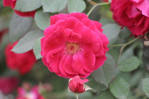Free Close-up of a vibrant red rose blooming with green leaves. Stock Photo