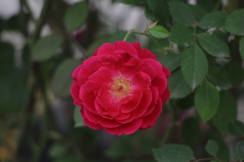 Free Close-up of a vibrant red rose with lush green leaves, ideal for floral themes. Stock Photo