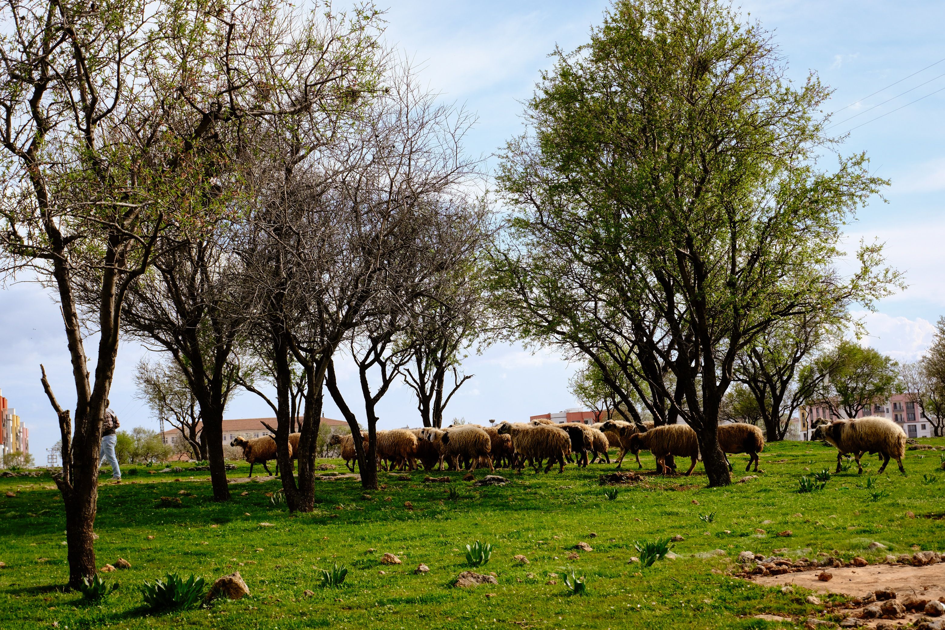 Sheep Grazing Under Trees in Spring Meadow · Free Stock Photo