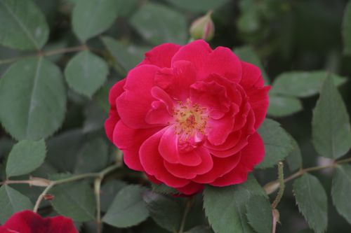 Free Close-up of a vibrant red rose in full bloom, showcasing its detailed petals. Stock Photo