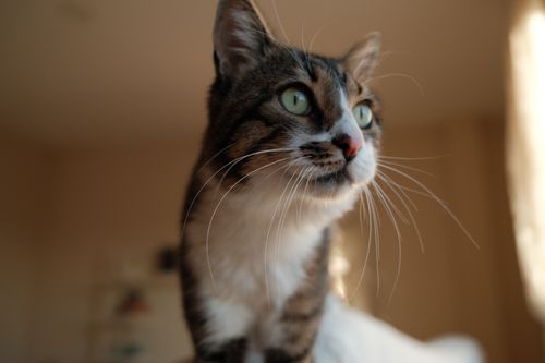 Free A detailed close-up of a green-eyed tabby cat gazing indoors with soft lighting. Stock Photo