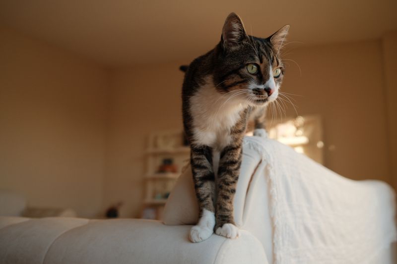 joint_health