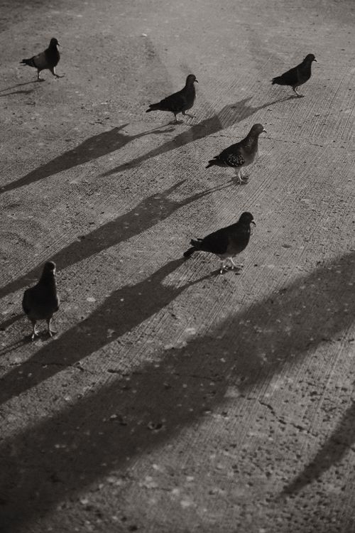 Free Black and white photo of pigeons casting long shadows on concrete pavement. Artistic and moody. Stock Photo