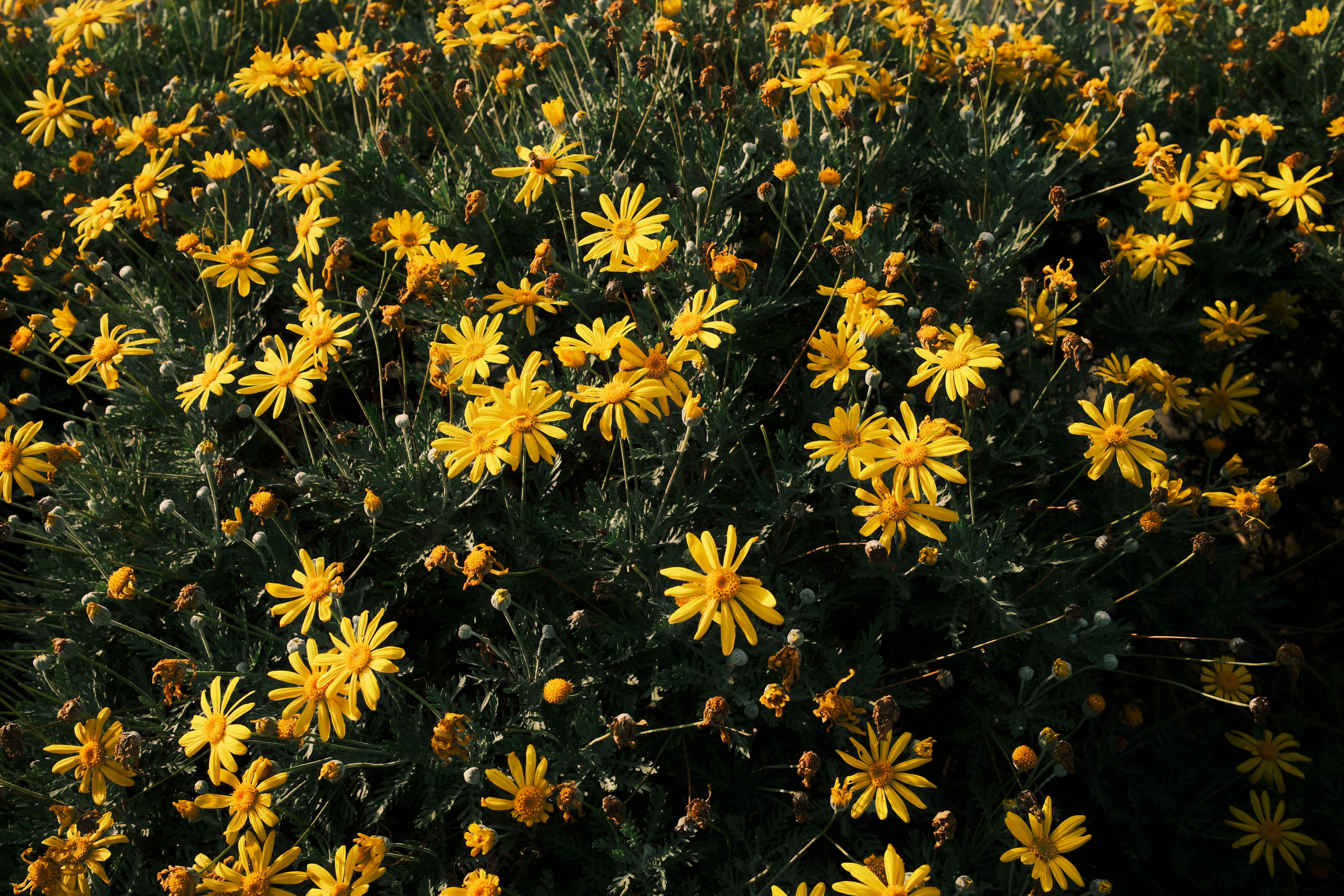Euryops