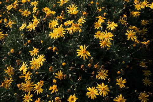 Free A lush display of vibrant yellow daisies in full bloom in a garden setting. Stock Photo
