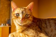 在温暖的灯光下，一只虎斑猫在室内闲逛的迷人特写被美丽地捕捉下来