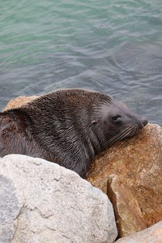 Close-up of an Australian fur seal lounging on coastal rocks in Narooma, Australia.