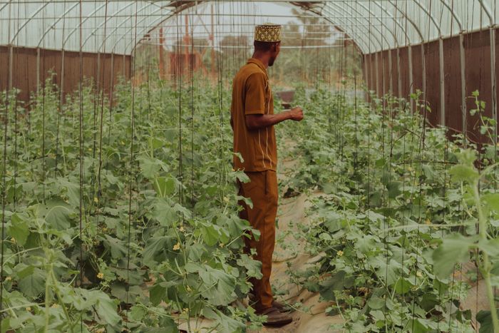 Modern greenhouse cultivation
