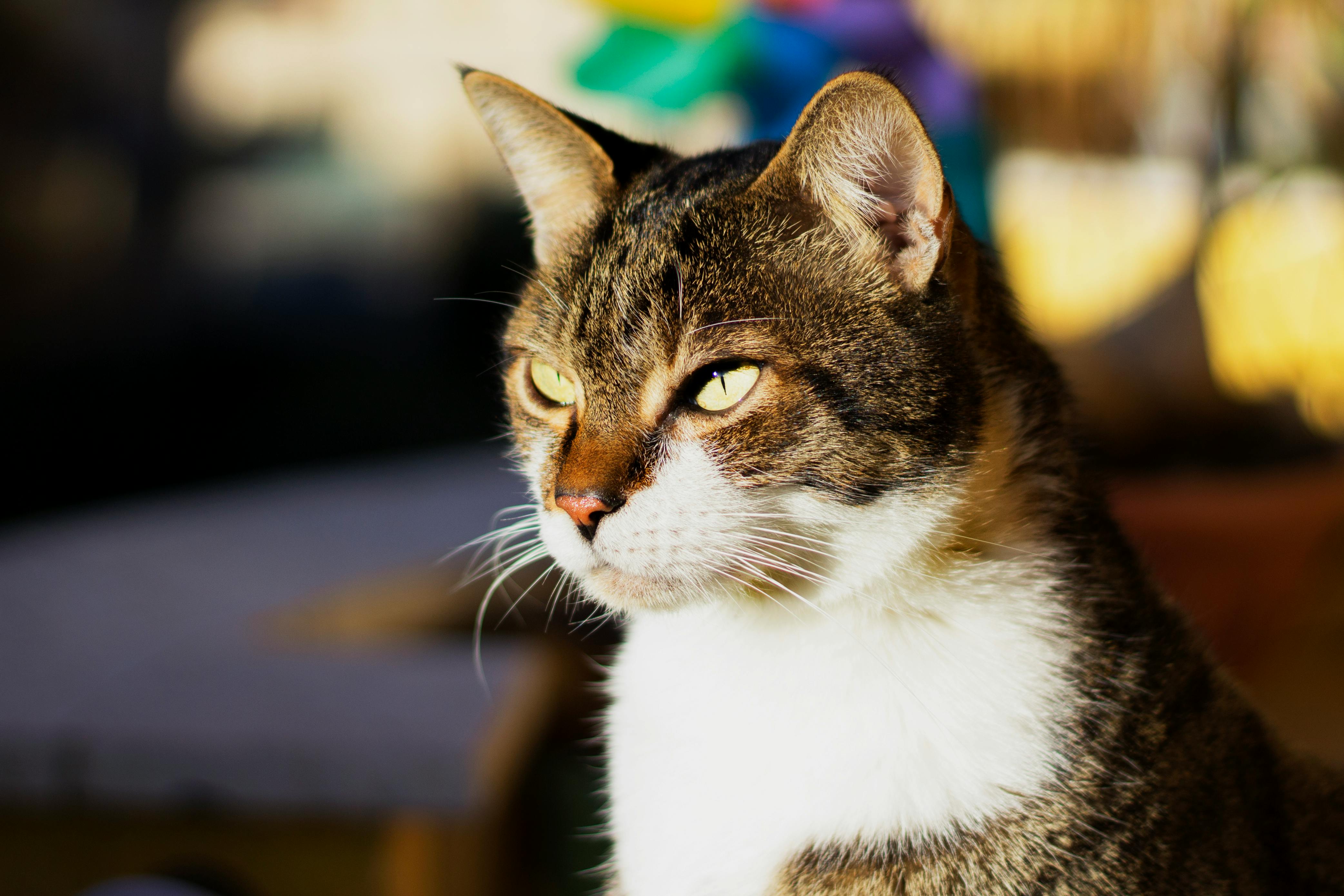 Close-Up Photo of Orange Tabby Cat · Free Stock Photo